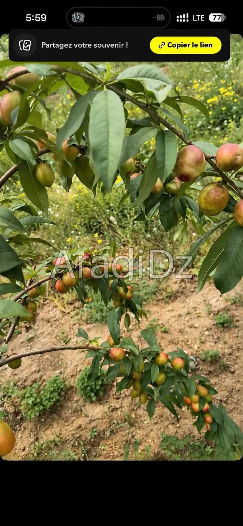 Vente Terrain Agricole Blida Blida