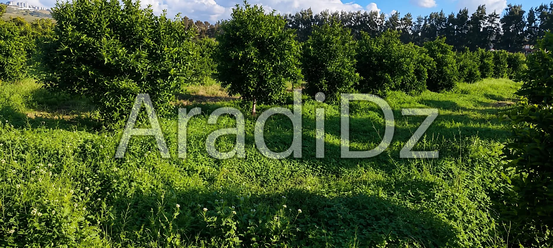 Vente Terrain Agricole Alger Bab ezzouar