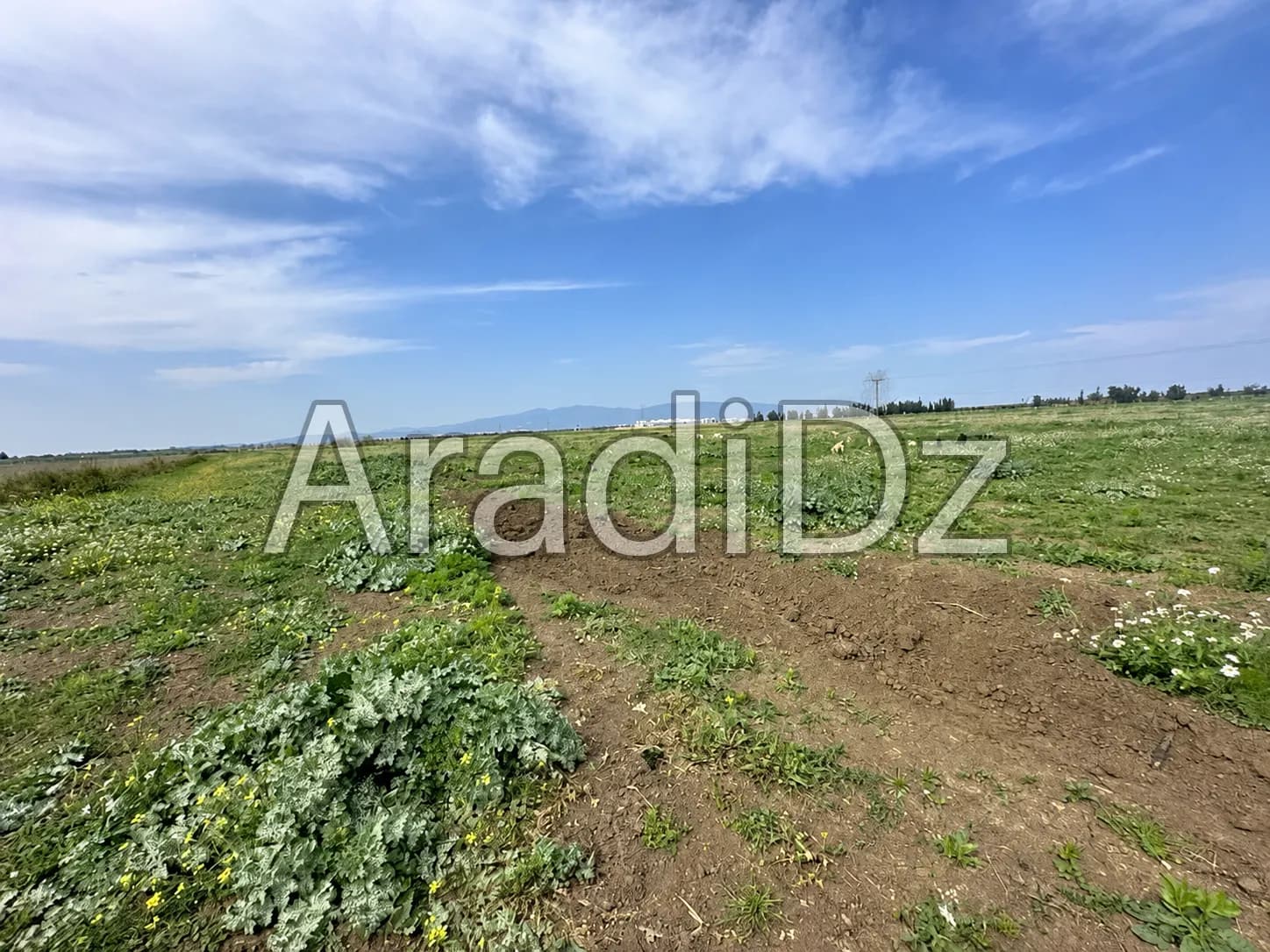 Vente Terrain Agricole Annaba Annaba