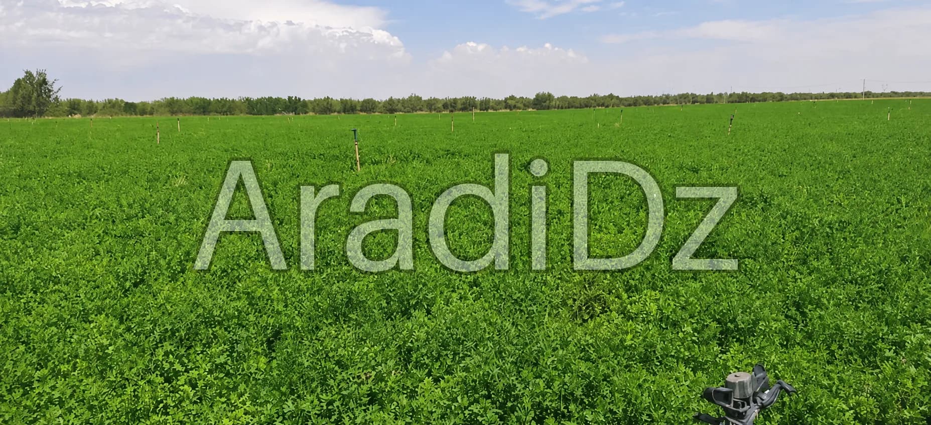 Vente Terrain Agricole Djelfa Djelfa