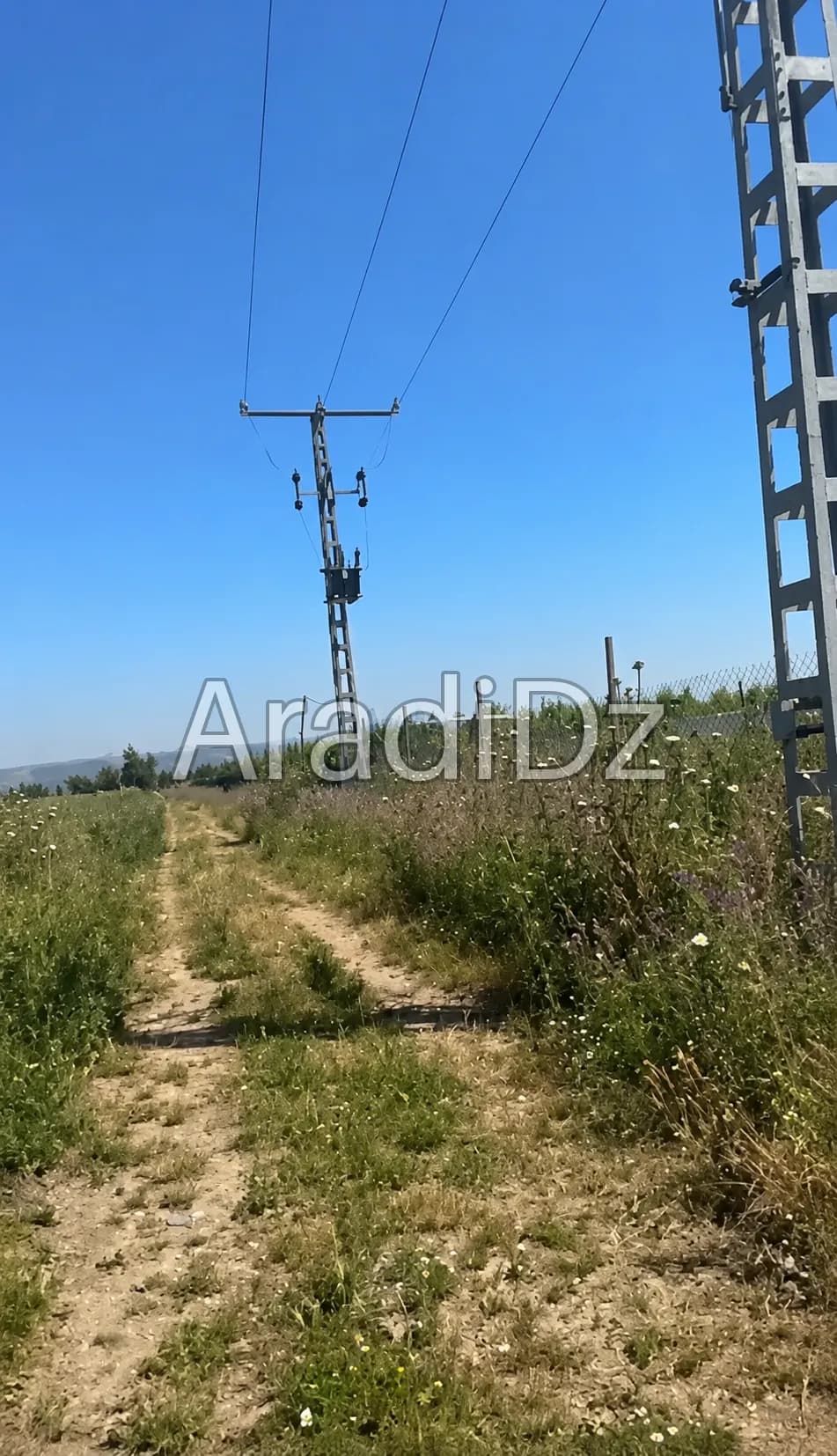 Vente Terrain Agricole Tipaza Attatba