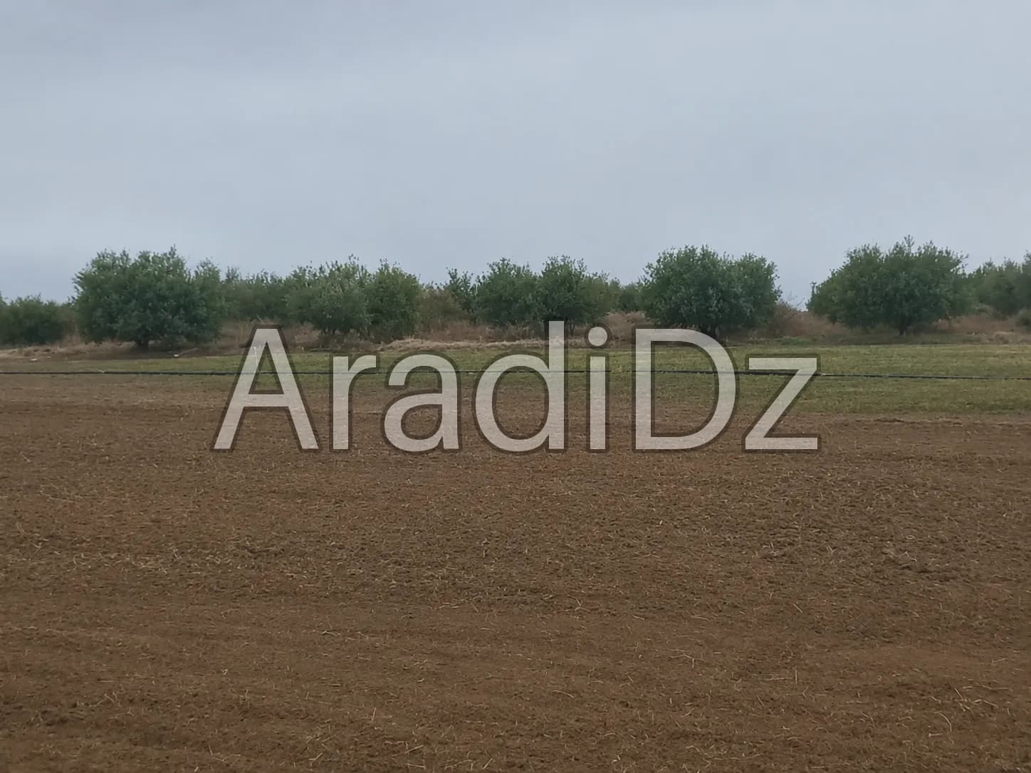Vente Terrain Agricole Djelfa Benhar