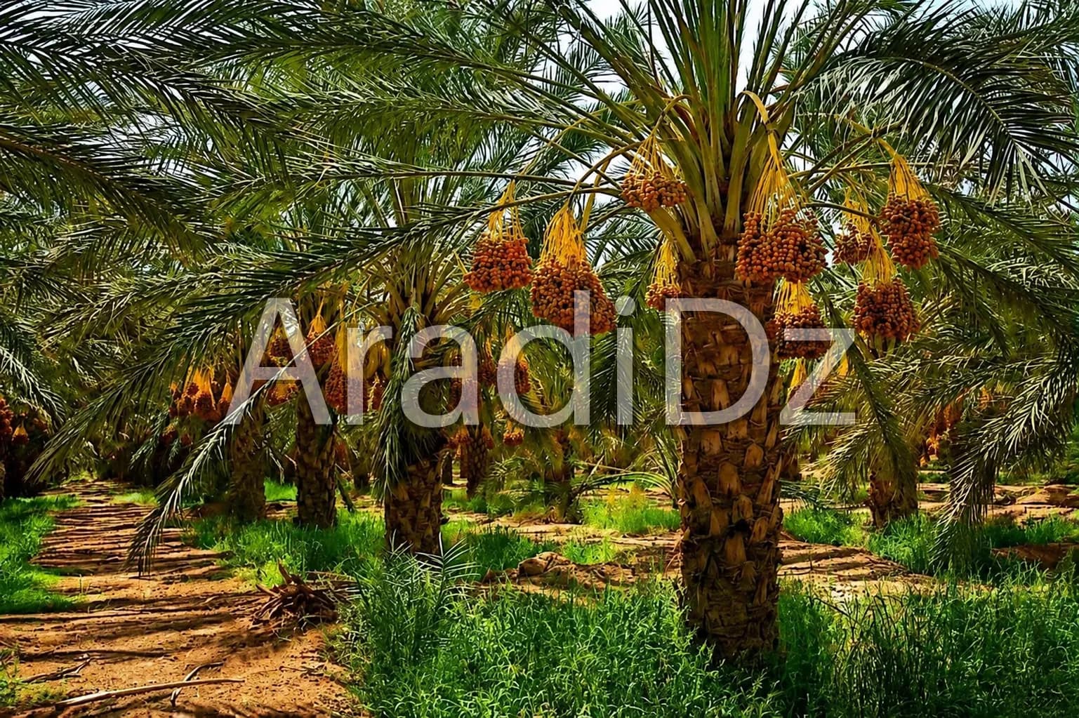 Vente Terrain Agricole Biskra Biskra
