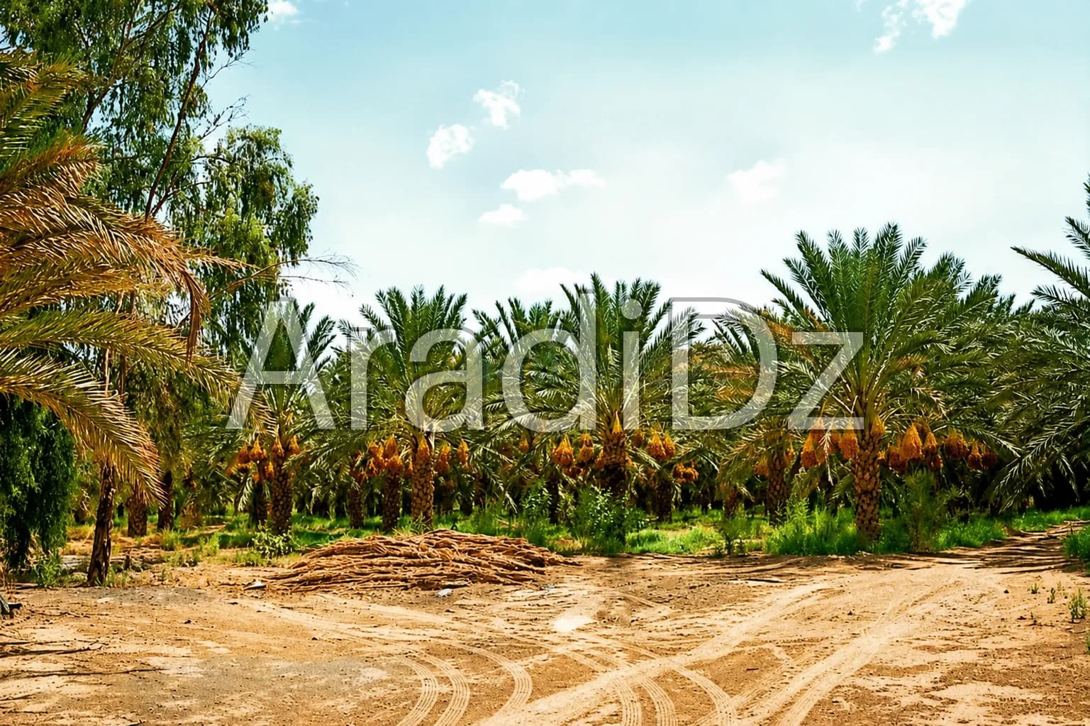 Vente Terrain Agricole Biskra Biskra