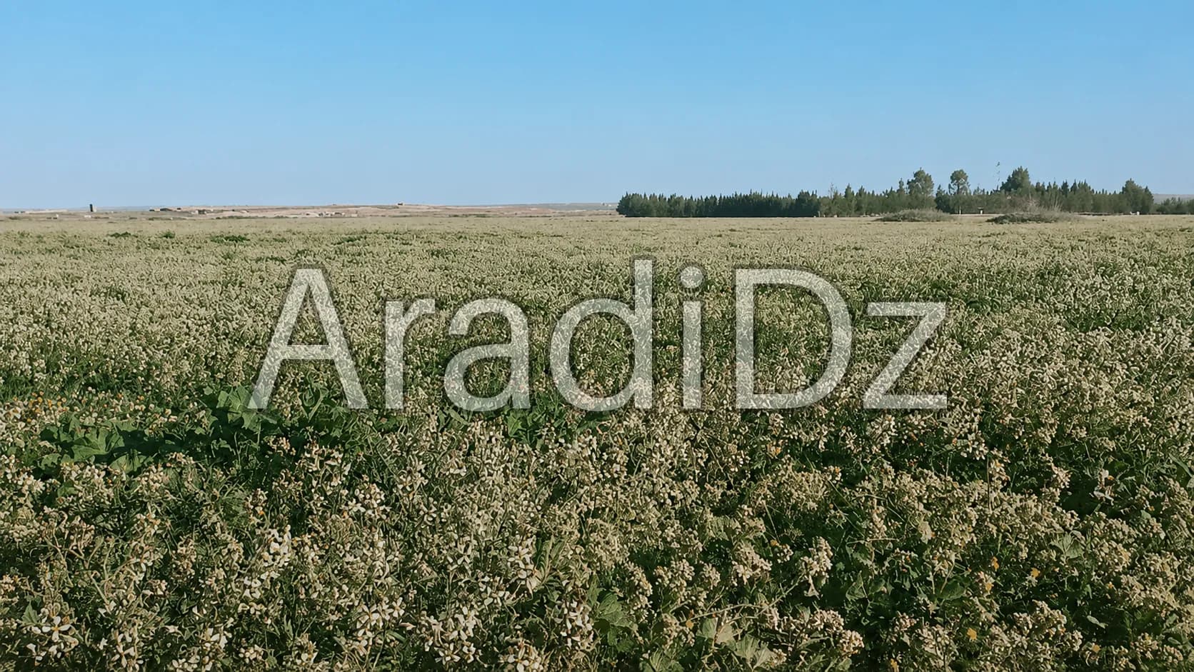 Vente Terrain Agricole Djelfa Hassi bahbah
