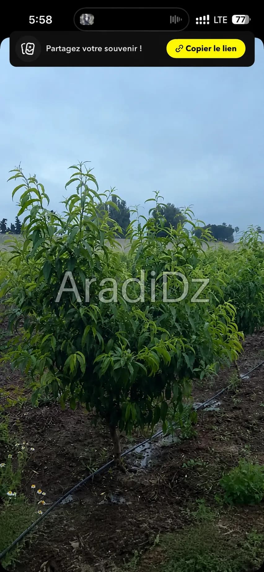 Vente Terrain Agricole Blida Blida