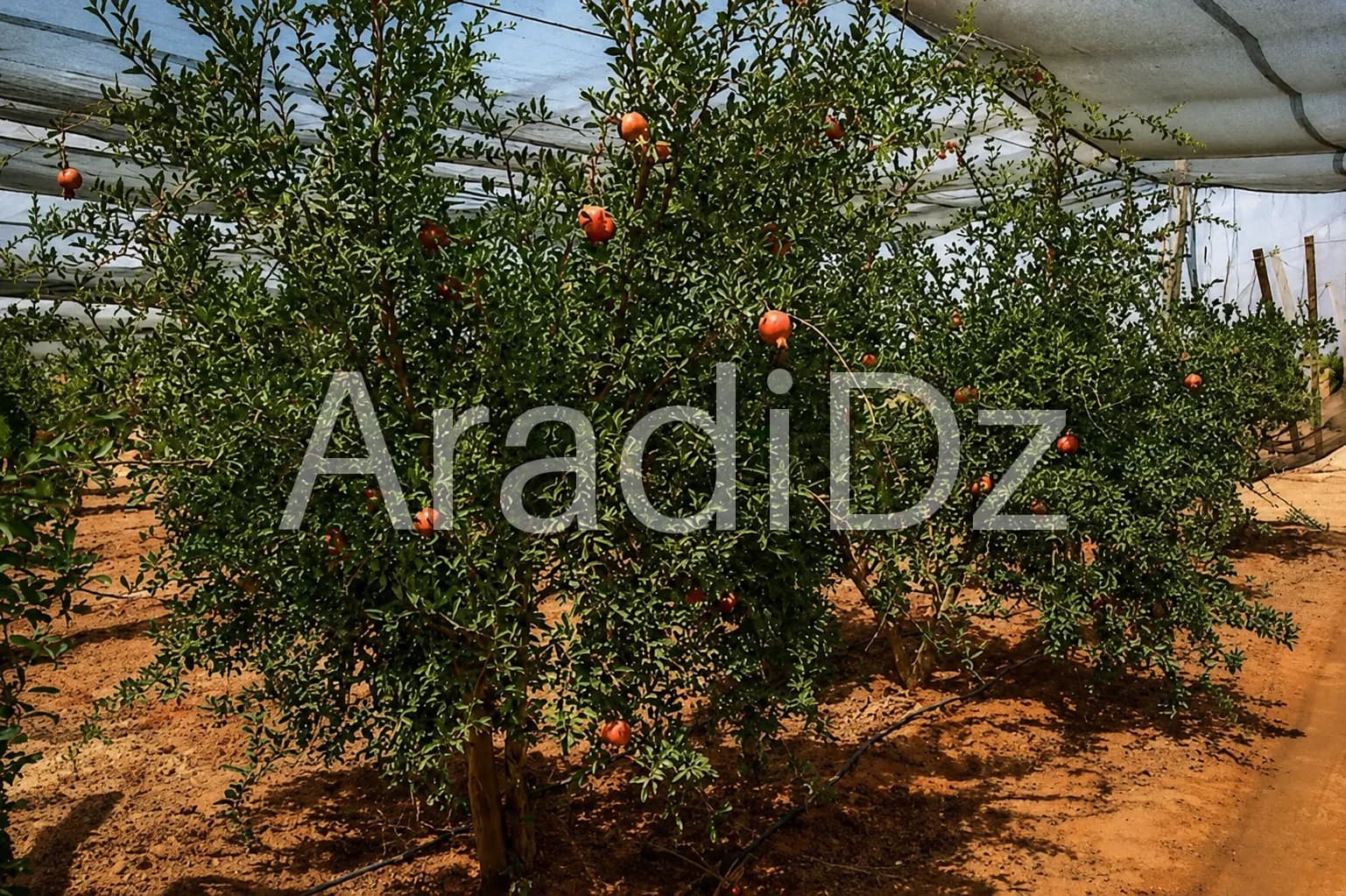 Vente Terrain Agricole Biskra Biskra