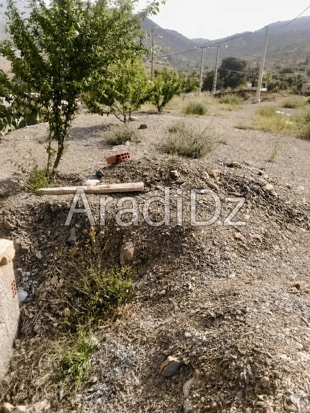Vente Terrain Agricole Bouira Taghzout