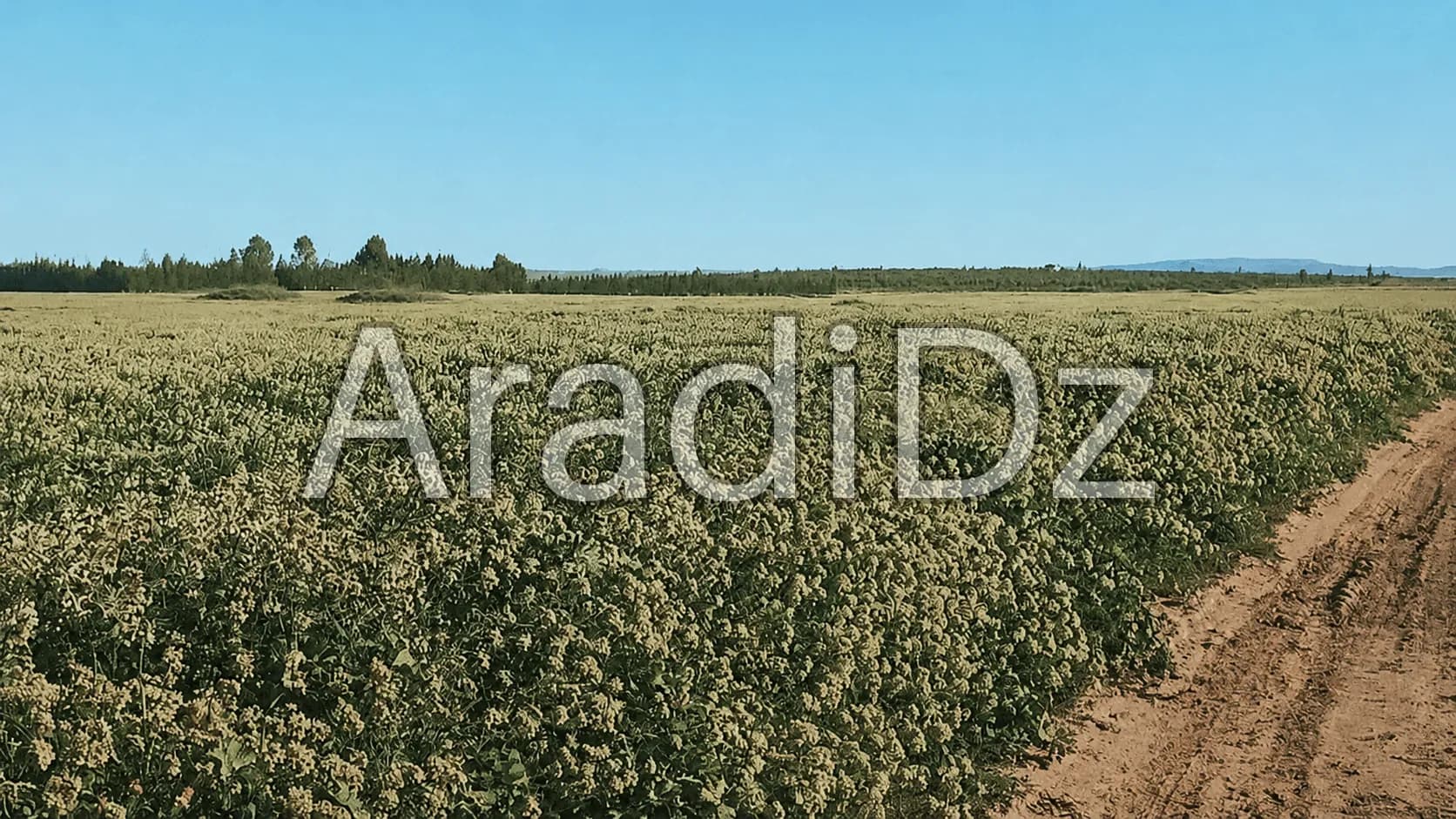 Vente Terrain Agricole Djelfa Hassi bahbah