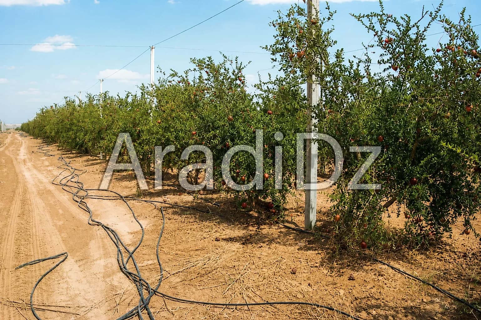 Vente Terrain Agricole Biskra Biskra