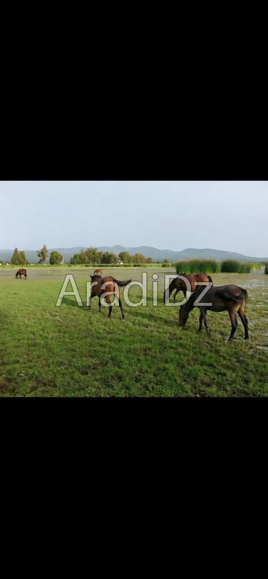 Vente Terrain Agricole El Tarf Berrihane