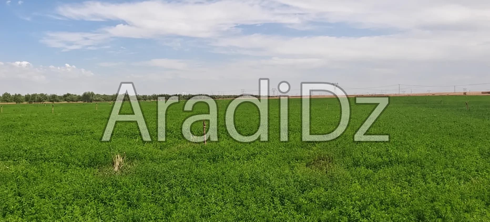 Vente Terrain Agricole Djelfa Djelfa