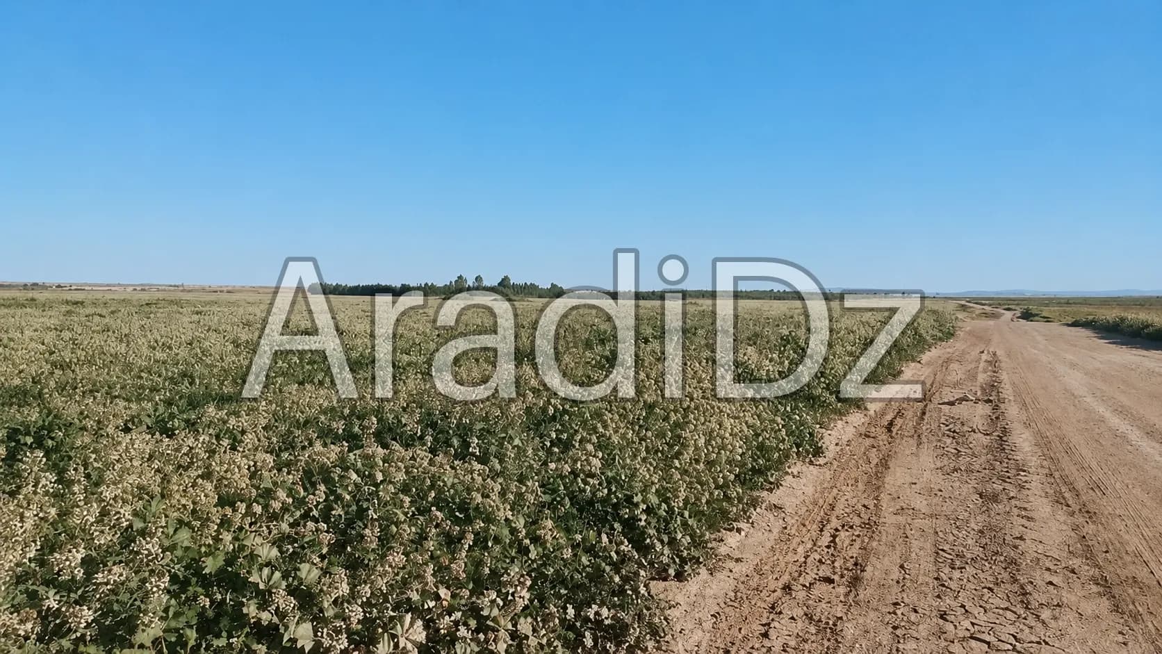 Vente Terrain Agricole Djelfa Hassi bahbah