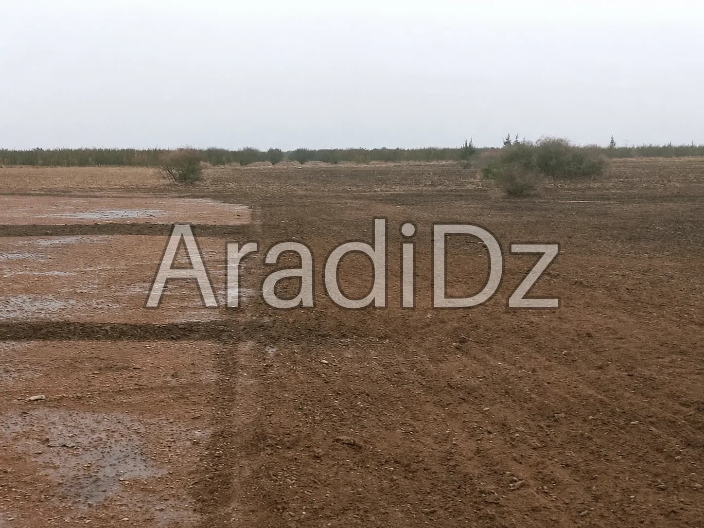 Vente Terrain Agricole Djelfa Benhar