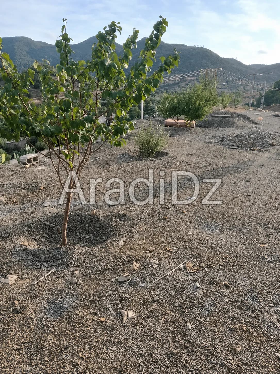 Vente Terrain Agricole Bouira Taghzout