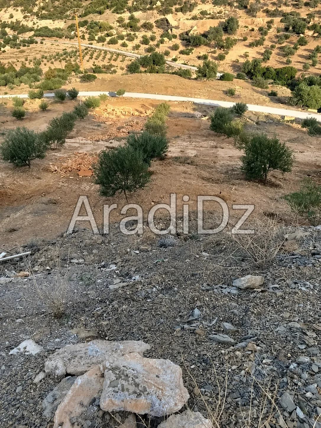 Vente Terrain Agricole Bouira Taghzout