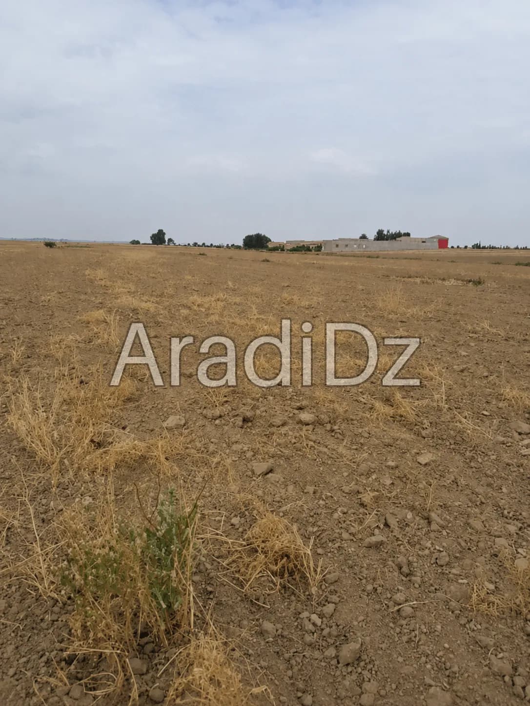 Vente Terrain Agricole Aïn Témouchent Ain el arbaa