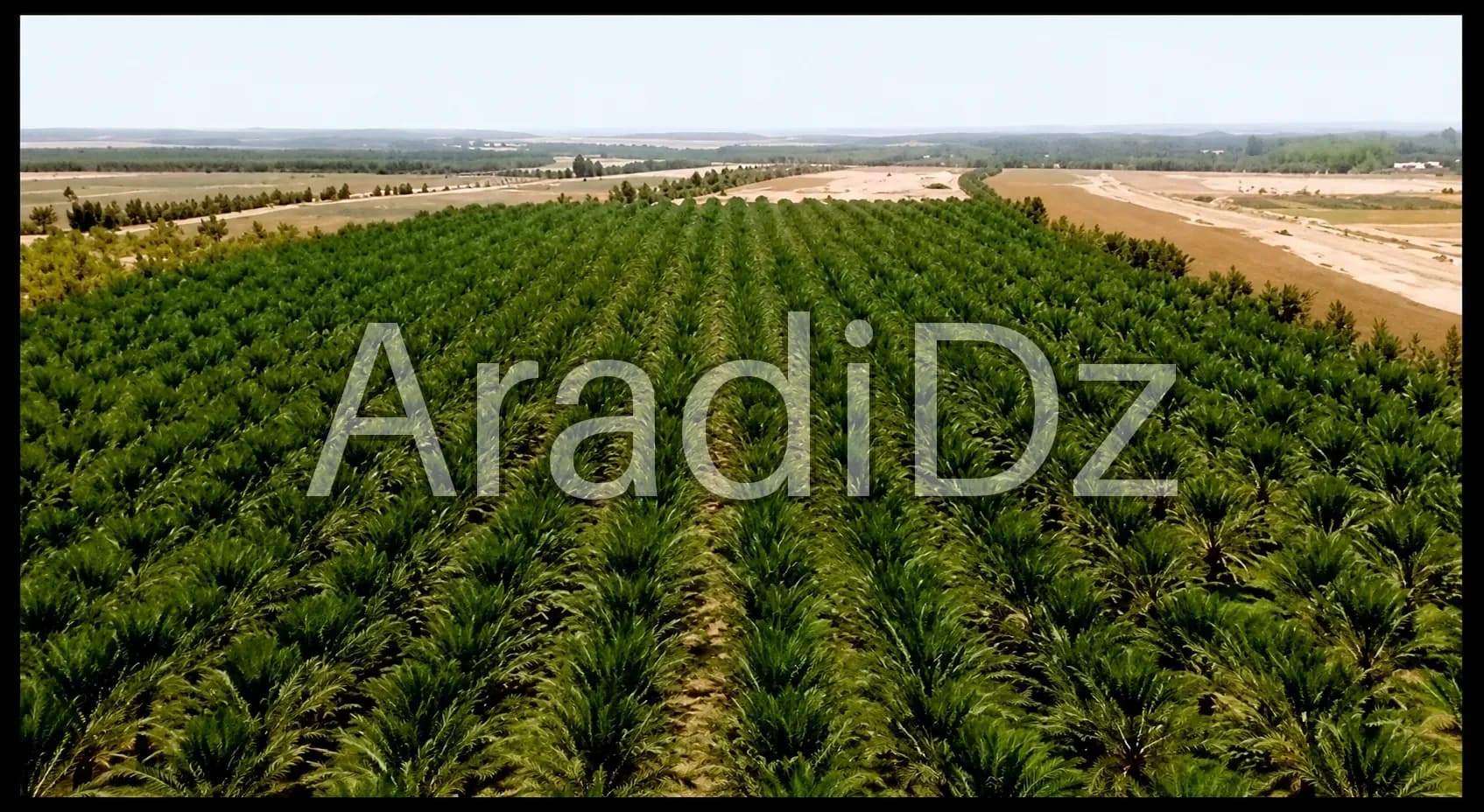 Vente Terrain Agricole Biskra Sidi okba