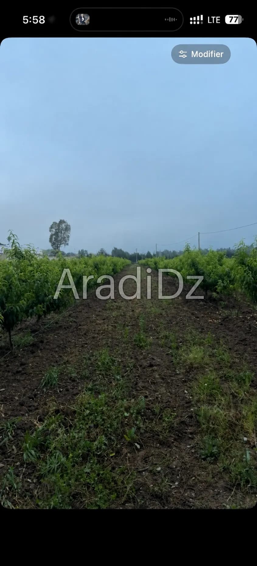 Vente Terrain Agricole Blida Blida