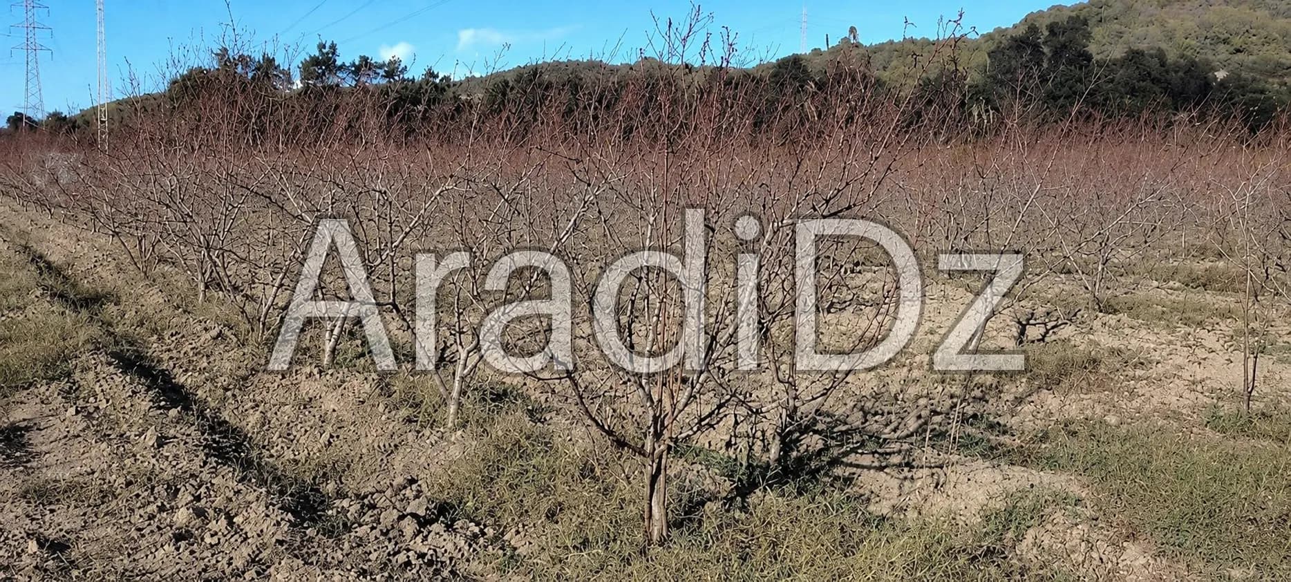 Vente Terrain Agricole Alger Bab ezzouar