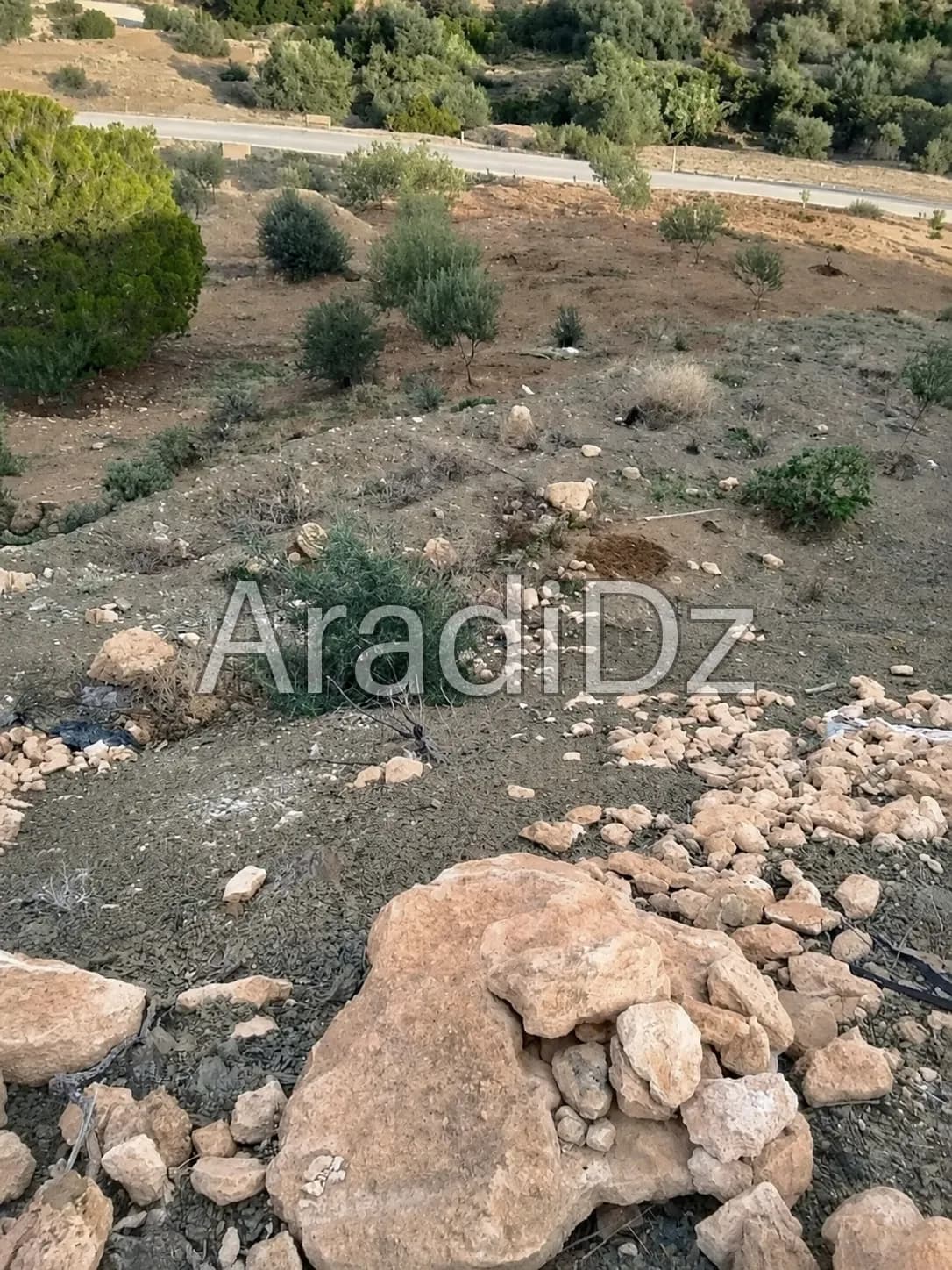 Vente Terrain Agricole Bouira Taghzout