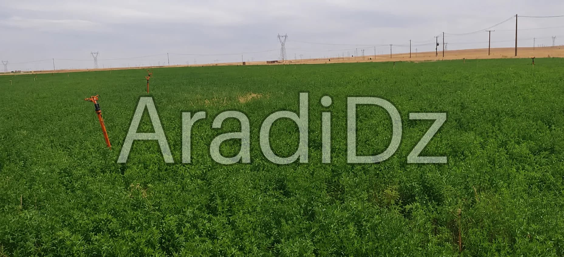 Vente Terrain Agricole Djelfa Djelfa