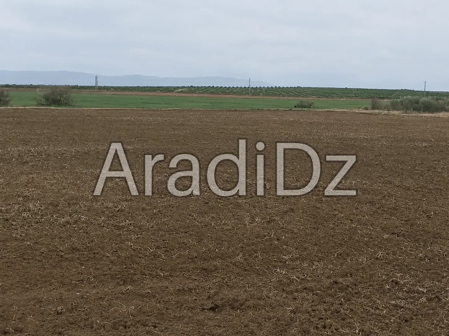Vente Terrain Agricole Djelfa Benhar