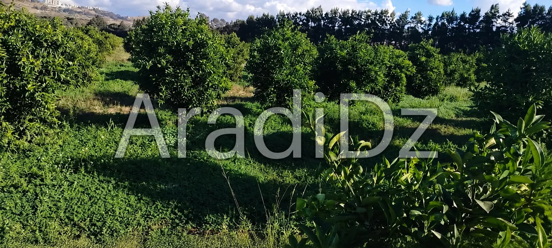 Vente Terrain Agricole Alger Bab ezzouar