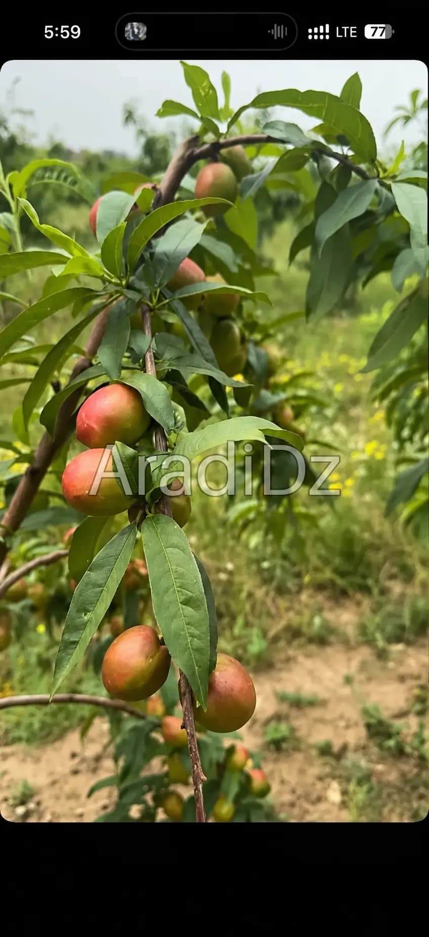 Vente Terrain Agricole Blida Blida